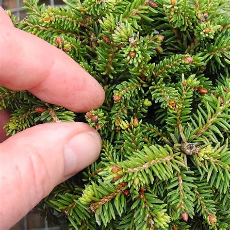 dwarf norway spruce little gem